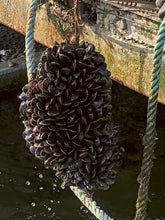 Ladda upp bild till gallerivisning, Blåmusslor – En kokbok för framtiden