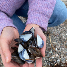 Ladda upp bild till gallerivisning, Vykort med blåmusslor