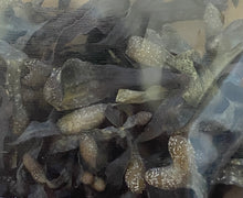 Ladda upp bild till gallerivisning, Blåstång