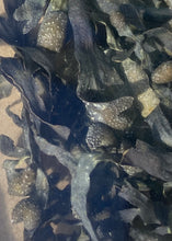 Ladda upp bild till gallerivisning, Blåstång