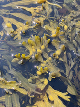 Ladda upp bild till gallerivisning, Femtångsfröknäcke