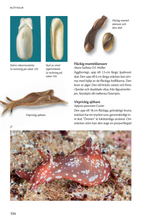 Ladda upp bild till gallerivisning, Havets djur och växter