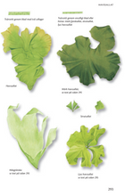 Ladda upp bild till gallerivisning, Havets djur och växter