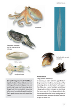 Ladda upp bild till gallerivisning, Havets djur och växter