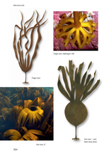 Ladda upp bild till gallerivisning, Havets djur och växter