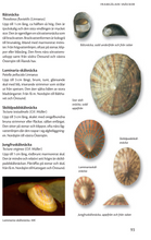 Ladda upp bild till gallerivisning, Havets djur och växter