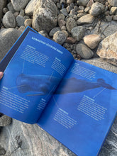 Ladda upp bild till gallerivisning, Kaskeloten - Världens största rovdjur