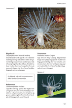 Ladda upp bild till gallerivisning, Havets djur och växter