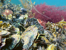 Ladda upp bild till gallerivisning, Ostron för alla