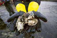 Ladda upp bild till gallerivisning, Ostron för alla