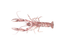 Ladda upp bild till gallerivisning, Postrar med havets djur