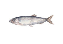 Ladda upp bild till gallerivisning, Postrar med havets djur