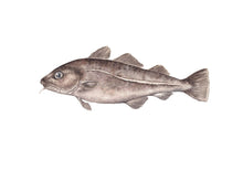 Ladda upp bild till gallerivisning, Postrar med havets djur