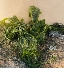 Ladda upp bild till gallerivisning, Rörhinna