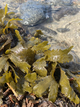 Ladda upp bild till gallerivisning, Sågtång