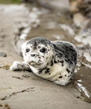 Ladda upp bild till gallerivisning, CleanSea armband ljusblå/blå