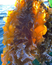 Ladda upp bild till gallerivisning, Noble Crane Tång