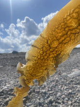 Ladda upp bild till gallerivisning, Sockertång från västkusten