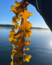 Ladda upp bild till gallerivisning, Sockertång från Göteborgs skärgård