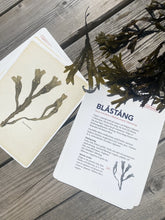 Ladda upp bild till gallerivisning, Tångguiden