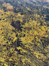 Ladda upp bild till gallerivisning, Blåstång