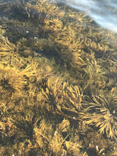 Ladda upp bild till gallerivisning, Sågtång