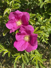 Ladda upp bild till gallerivisning, Tvål - Tång och Vildros