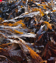 Ladda upp bild till gallerivisning, Växtnäring med tång