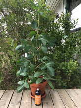 Ladda upp bild till gallerivisning, Växtnäring med tång