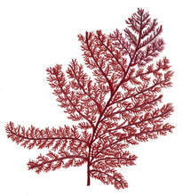 Ladda upp bild till gallerivisning, Norikos julkort 6 st