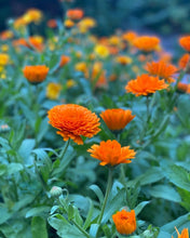 Ladda upp bild till gallerivisning, Tvål - Tång och Trädgård