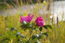 Ladda upp bild till gallerivisning, Tvål - Tång och Vildros