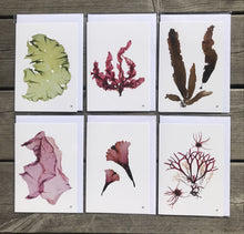 Ladda upp bild till gallerivisning, Vykort med pressad tång