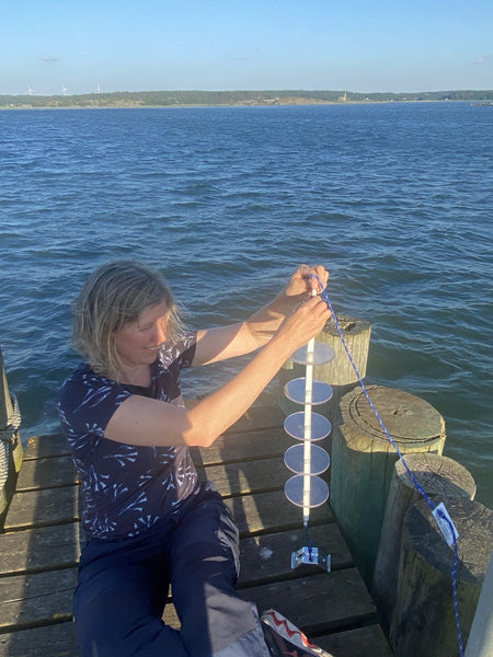 Vad växer i havet?