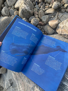 Kaskeloten - Världens största rovdjur