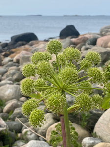 Tångsafari med provsmakning på klipporna